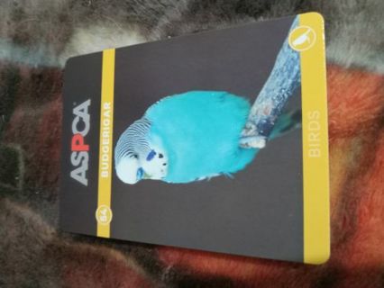 2016 ASPCA PETS AND CREATURES TRADING CARD #54 BUDGERIGAR