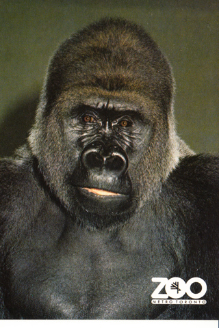 Vintage Postcard Gorilla