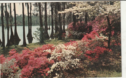 Vintage Used Postcard: a: 1965 Greenfield Gardens, Wilmington, NC