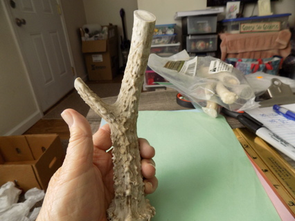 4 1/2 inch tall deer antler  # 3 shape of letter y good pet chew all natural long lasting