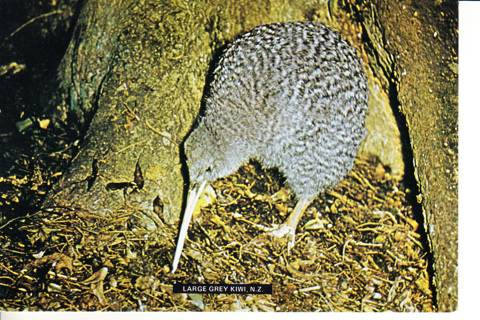 Vintage Postcard Large Grey Kiwi