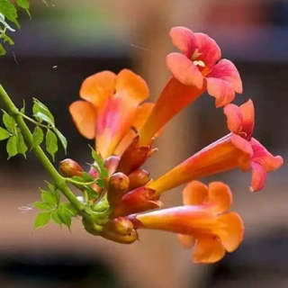 100 Trumpet vines Seeds 