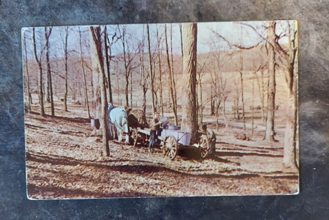 Gathering Sugar Water Postcard 