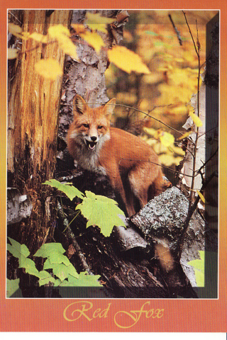 Vintage Postcard Red Fox