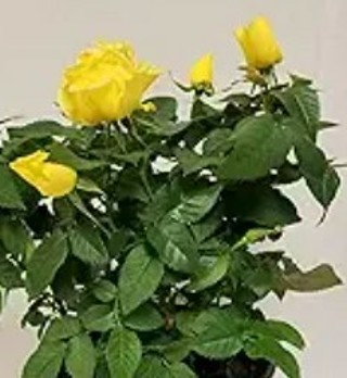 Another Pretty Yellow Rose