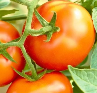 Heirloom Tomatoes Marglobe