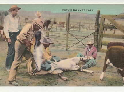 Vintage Unused Postcard: c: Branding Time at the Ranch