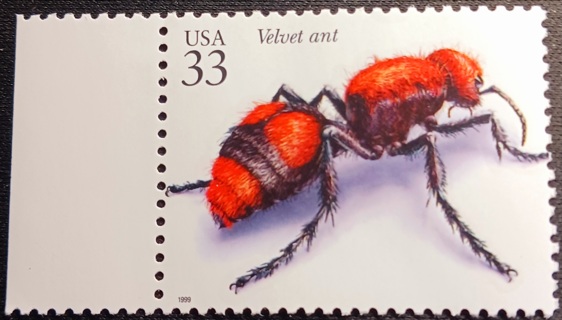 33c velvet ant mnh