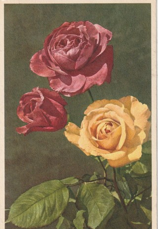 Vintage Unused Postcard:(L) Flowers, Floral, Flora, Red/Yellow