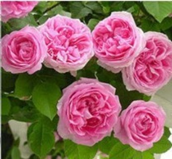 Another Pink Climbing Roses To Enjoy