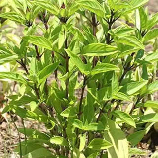 Holy Basil Seeds 3000 seeds Thai Basil