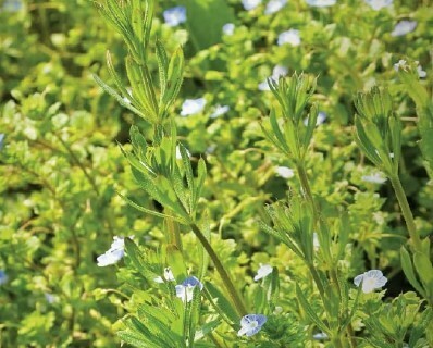 Summer Savory 15 seeds