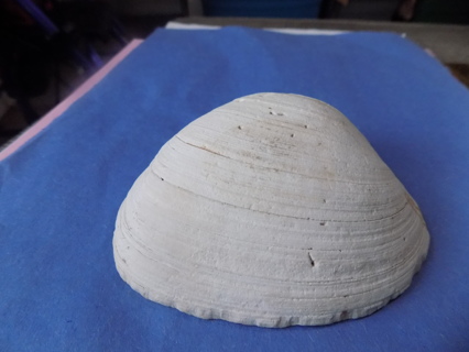  inch wide sea shell # 3