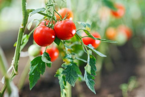 Packet of Cherry Tomato Seeds Homegrown For 2024 Gardening Season **