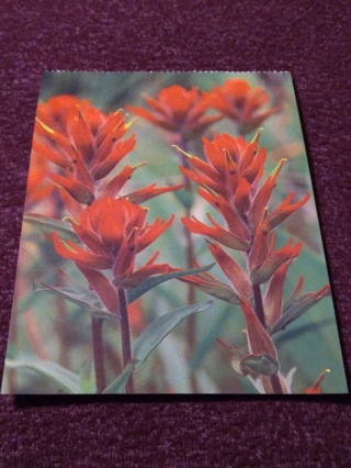 Colorado Postcard - Indian Paintbrush