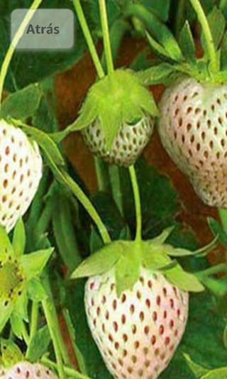 White Strawberry (Pineberry) Seeds