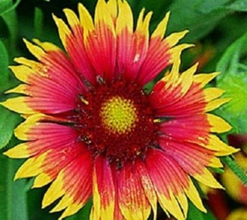 Gaillardia Goblin Blanket Flower