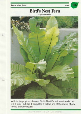 Success with Plants Leaflet:  (f) Bird's Nest Fern