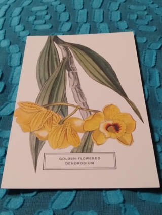 Botanical Postcard - GOLDEN-FLOWERED DENDROBIUM