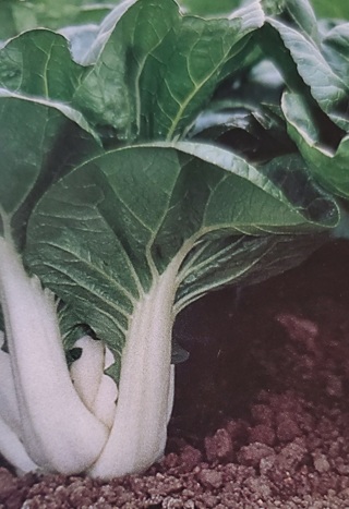 Pak Choi