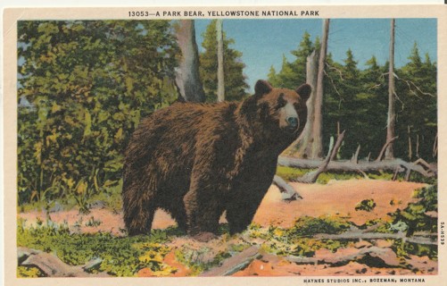 Vintage Unused Postcard: d: Park Bear, Yellowstone