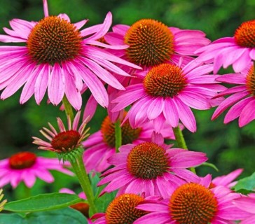 Looking for Coneflowers?!