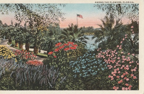 Vintage Unused Postcard: d: Florida Flora