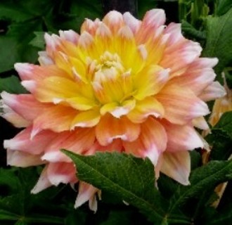 Peaches N Cream Dahlia!