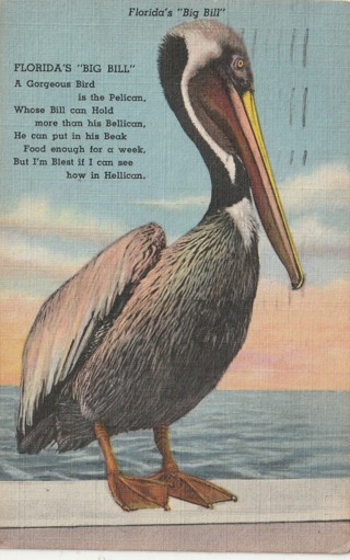 Vintage Used Postcard: d: 1949 Florida's Big Bill