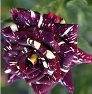 More Roses To Enjoy=Purple Dragon