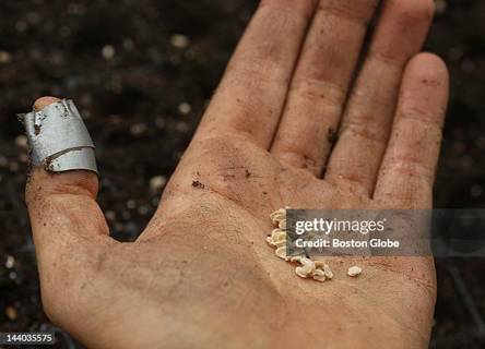 heirloom tomato seeds.