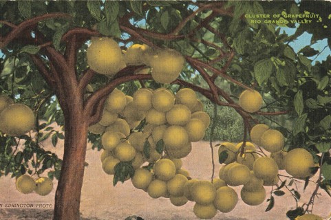 Vintage Unused Postcard: k: Grapefruit in Rio Grand Valley