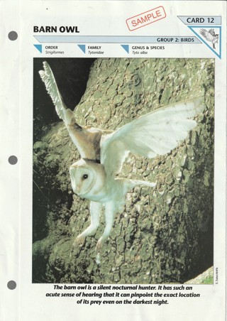 Wildlife Fact File Leaflet: Barn Owl