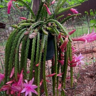 3 Dog Tail Cactus Cuttings