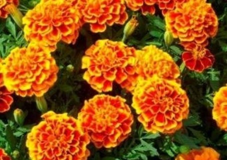 French Sparky Marigold 