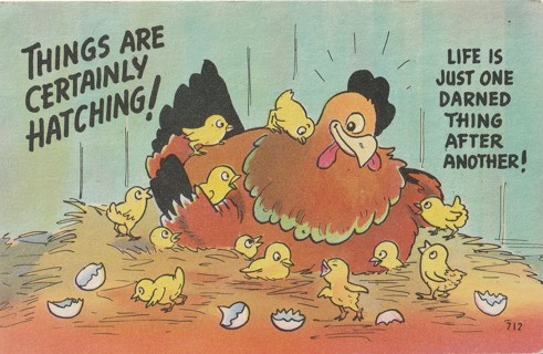 Vintage Unused Postcard: Linen: Comic: Things are Certainly Hatching