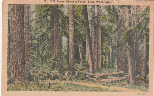 Vintage Used Postcard: (q): 1947 Scene along Forest Trail, WA