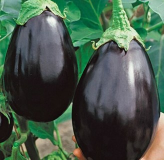 Black Beauty Eggplant NON-GMO!