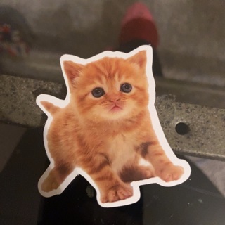 Cat sticker 