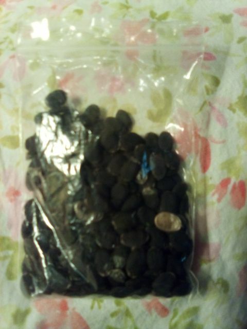 Free: 10 loofah seeds