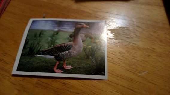 Greylag Goose