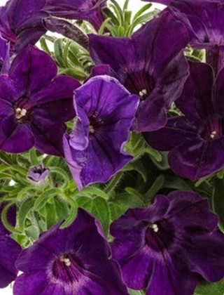 Dark Purple Petunia