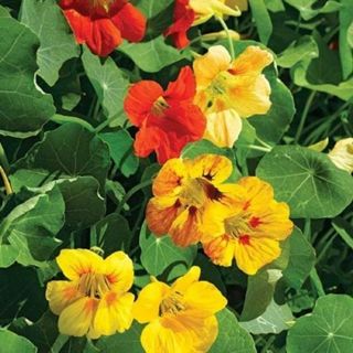 Nasturtium