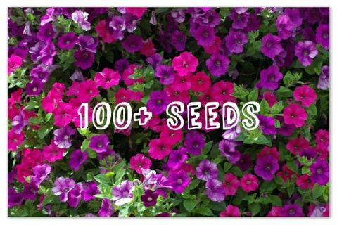 100+ Mixed Pink/Purple Petunia Seeds