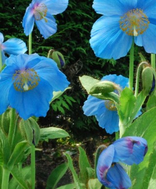 Blue Fringe Poppies--15 seeds