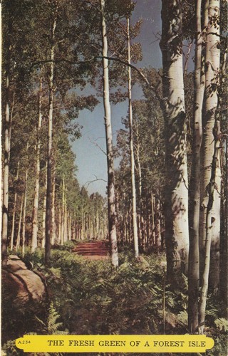 Vintage Unused Postcard: a: Fresh Green of a Forest Isle