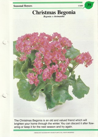 Success with Plants Leaflet: Christmas Begonia