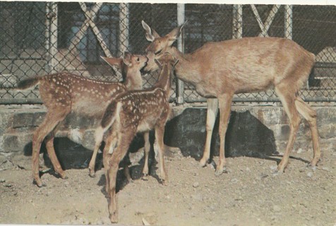 Vintage Unused Postcard: j: Deer in Woodland Park Zoo, Seattle, WA