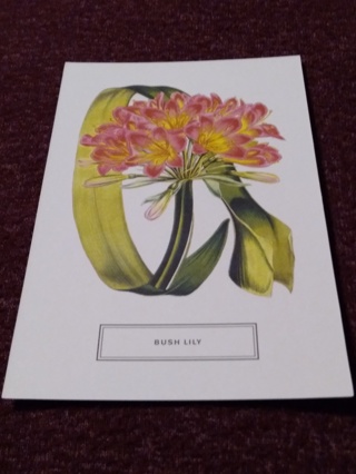 Botanical Postcard - BUSH LILY