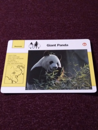 Grolier Story of America Card - Giant Panda